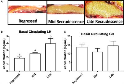 Seasonal Related Multifactorial Control of Pituitary Gonadotropin and Growth Hormone in Female Goldfish: Influences of Neuropeptides and Thyroid Hormone